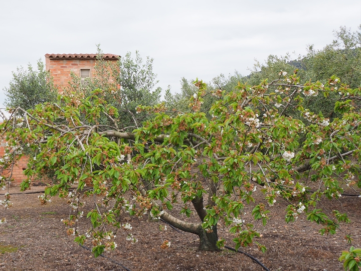 Cases de poble, rústiques i parcel·les